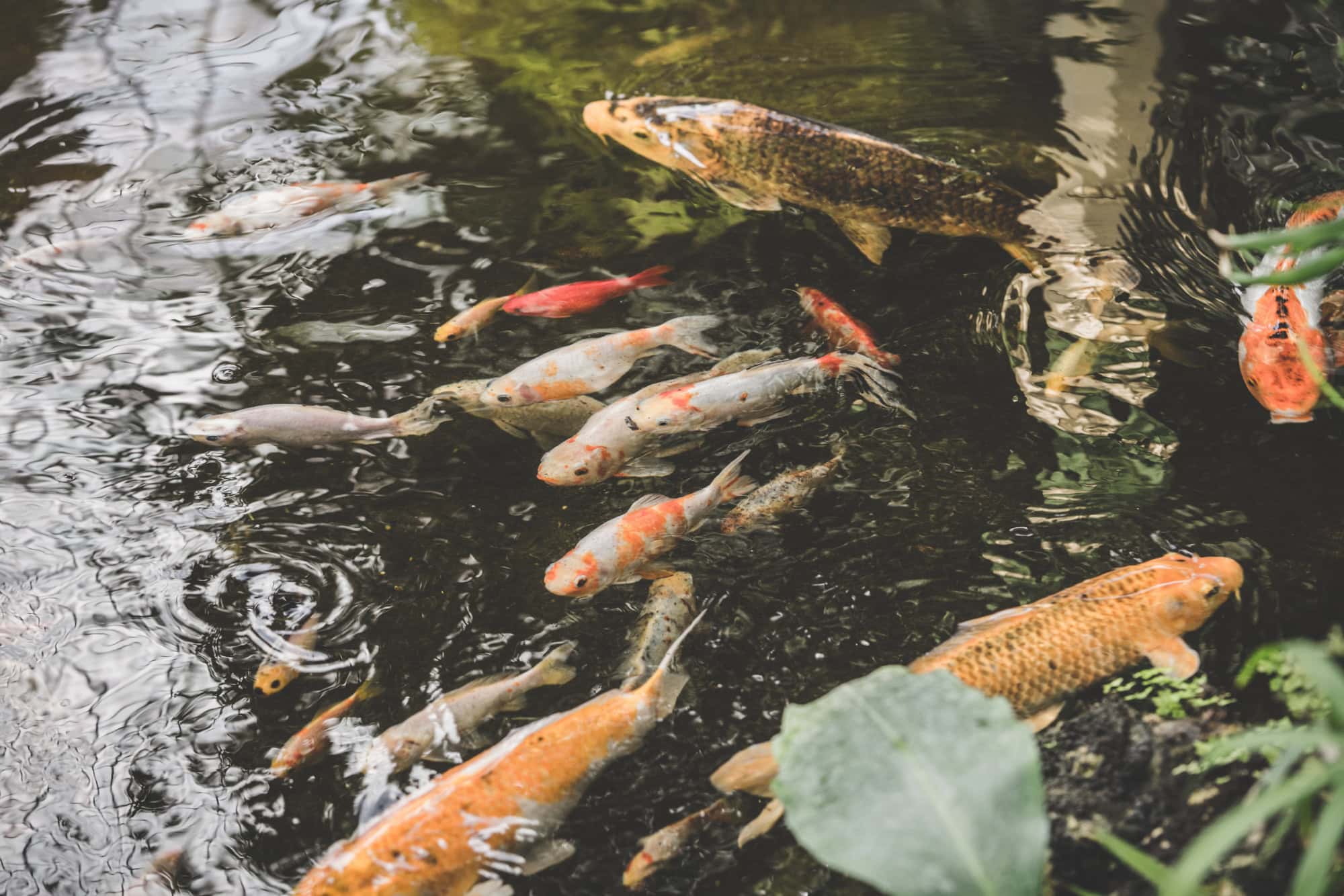 Een groep koivissen van verschillende kleuren zwemt in een vijver, omringd door waterplanten en rimpelingen op het wateroppervlak.